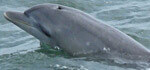 Rescue dolphin named Calypso swimming in ocean