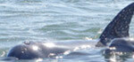 Rescue dolphin named Cracker swimming in ocean