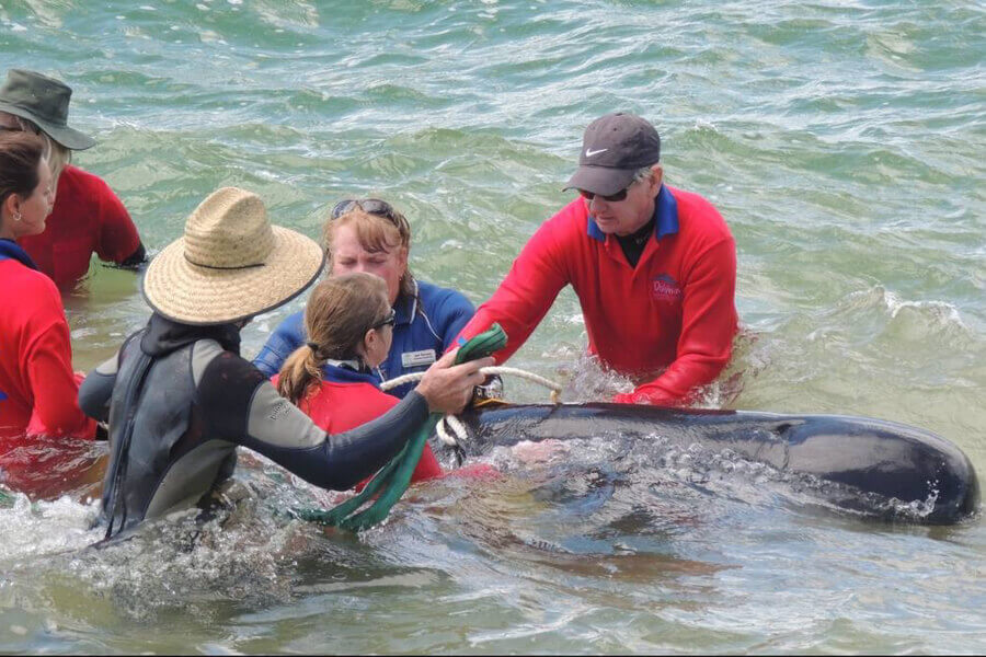 Volunteers rescuing a stranded whale at the beach