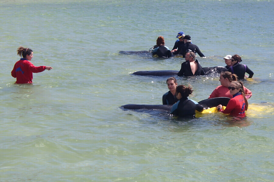 Volunteers rescuing stranded whales at the beach