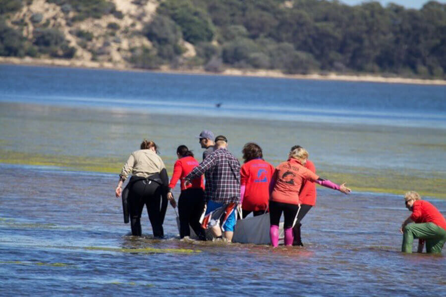 Volunteers rescuing a stranded whale at the beach