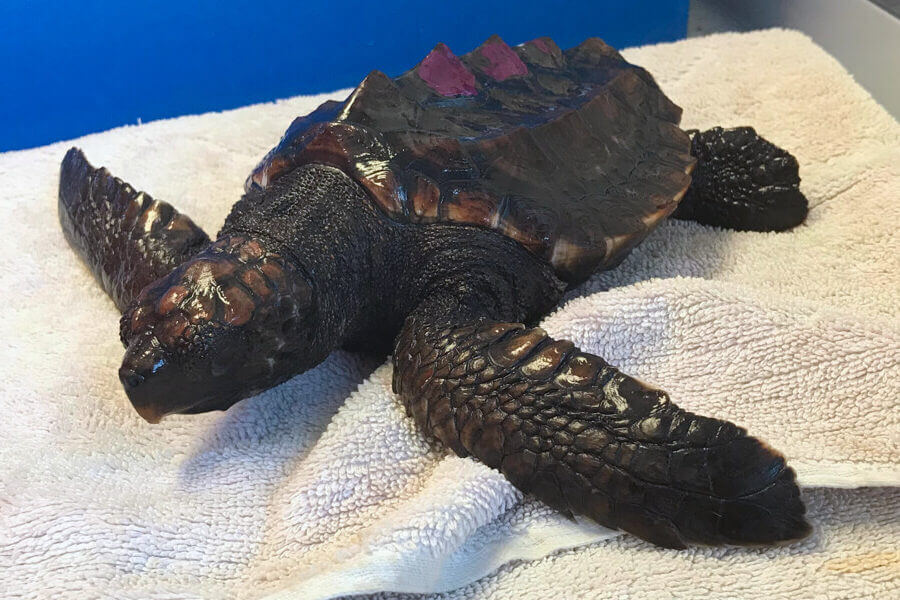 Rescue turtle named Bailey