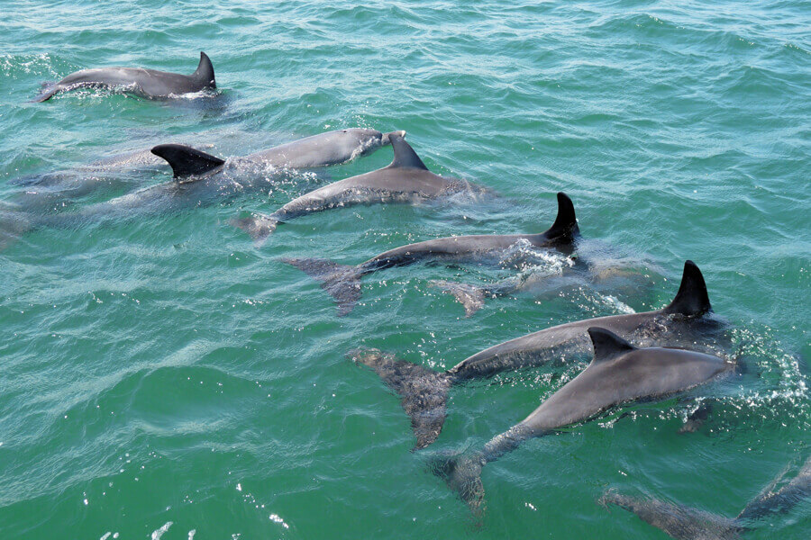 Pod of dolphins swimming in the same direction