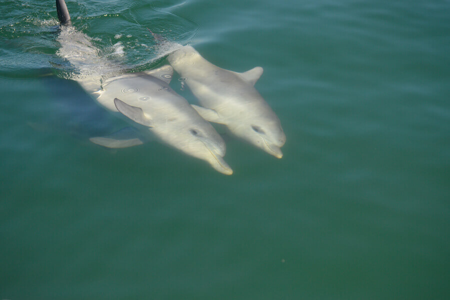Two dolphins swimming side by side