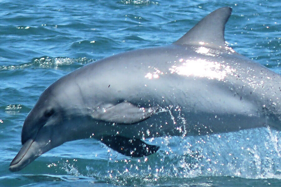 Rescue dolphin named Eclipse swimming in ocean