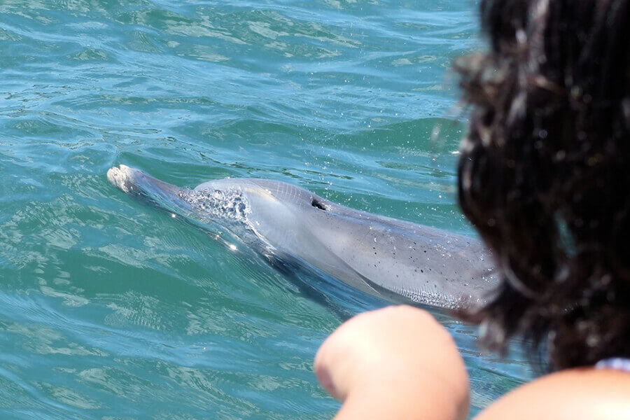 Child watching a dolphin swim from a boat