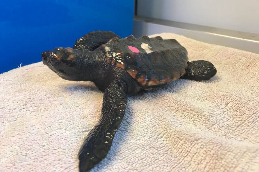 Rescue turtle named Hannah