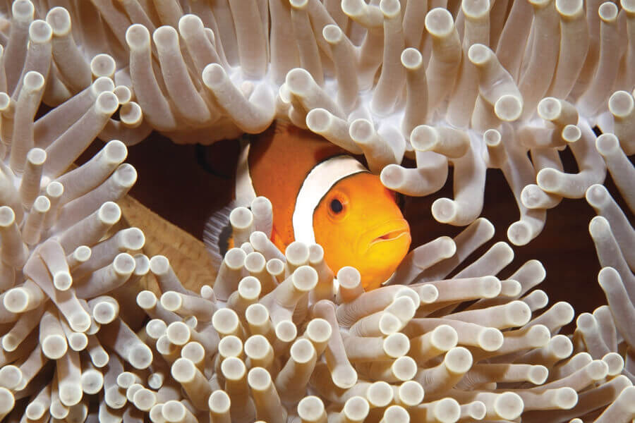 Clownfish swimming in coral