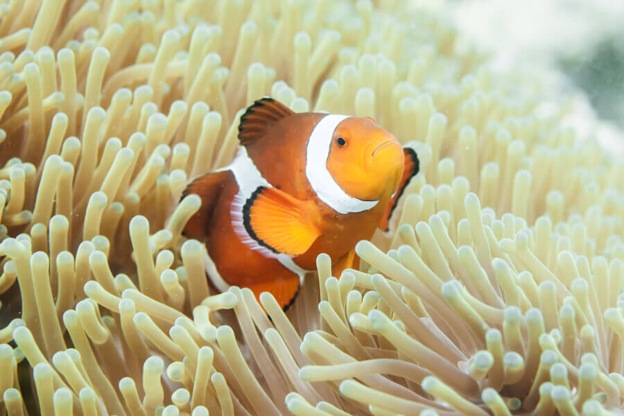 Clownfish swimming in the ocean