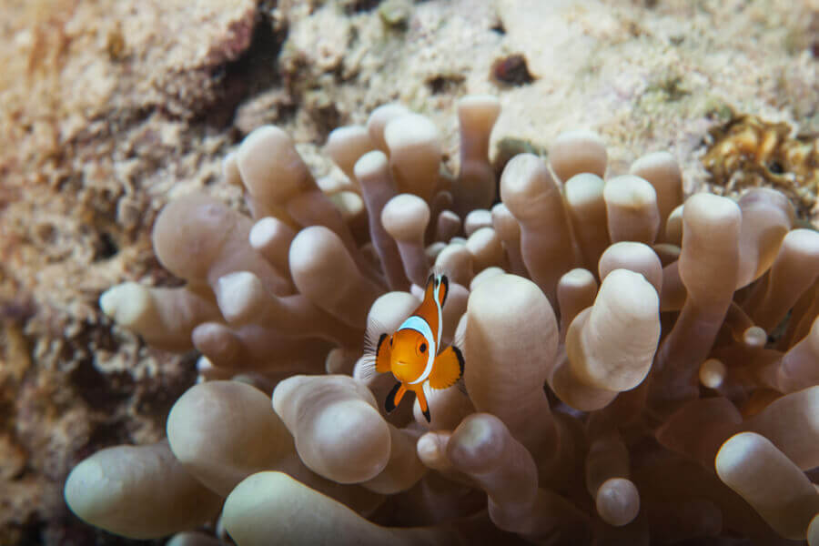 Small clownfish swimming