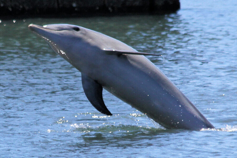 Rescue dolphin named Levy swimming in ocean