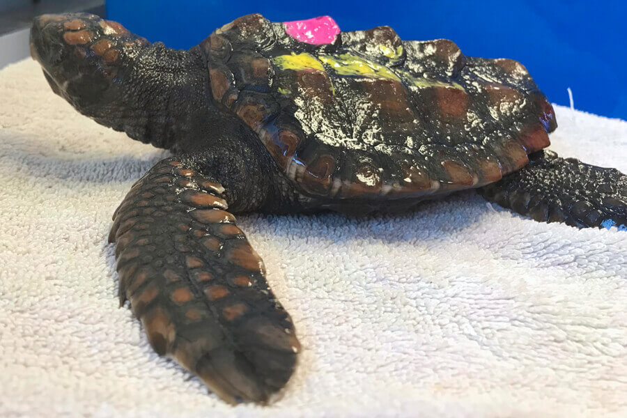 Rescue turtle named Mello Yello