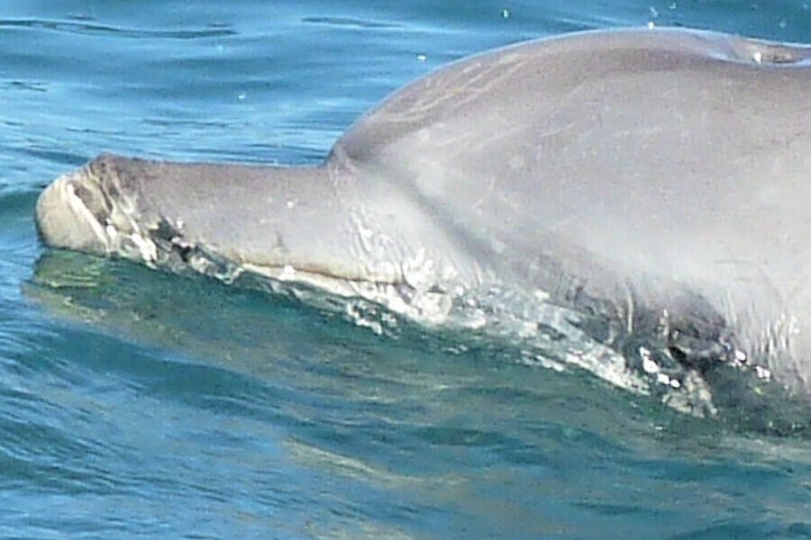 Rescue dolphin named Osho swimming in ocean