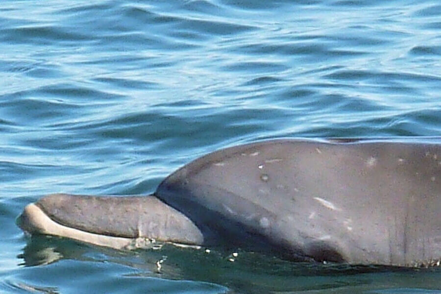 Rescue dolphin named Shanty swimming in ocean