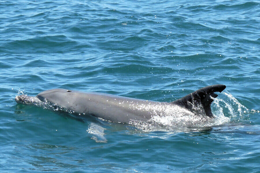 Rescue dolphin named Shredder swimming in ocean