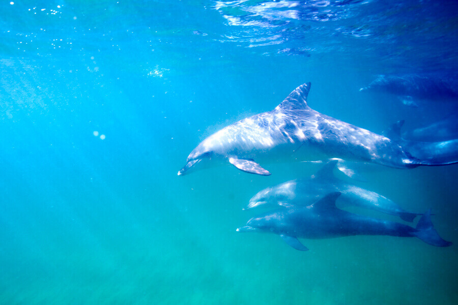 Underwater shot of dolphins swimming