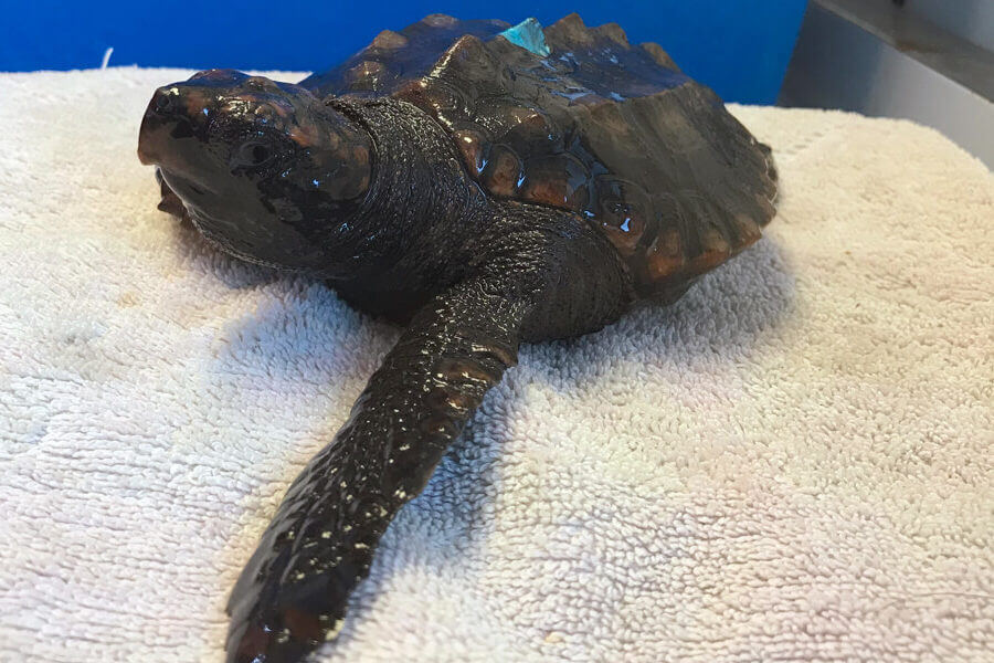 Rescue turtle named Titan