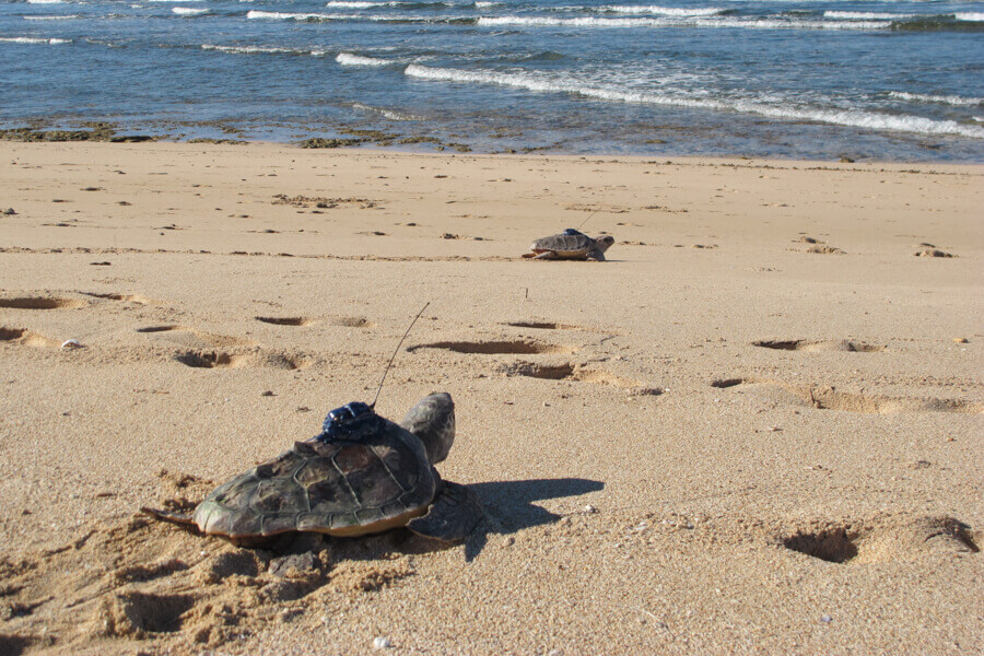 Two turtles on the beach heading towards ocean