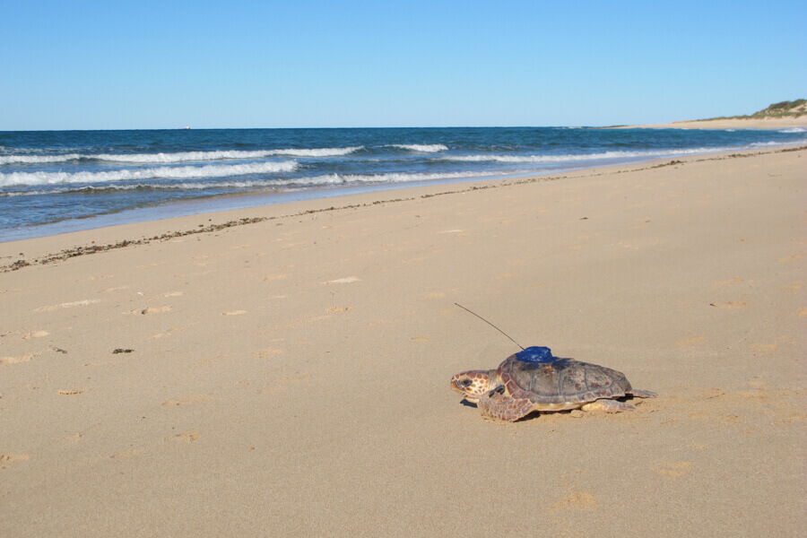 Turtle crawling towards ocean with a tracking device on its back