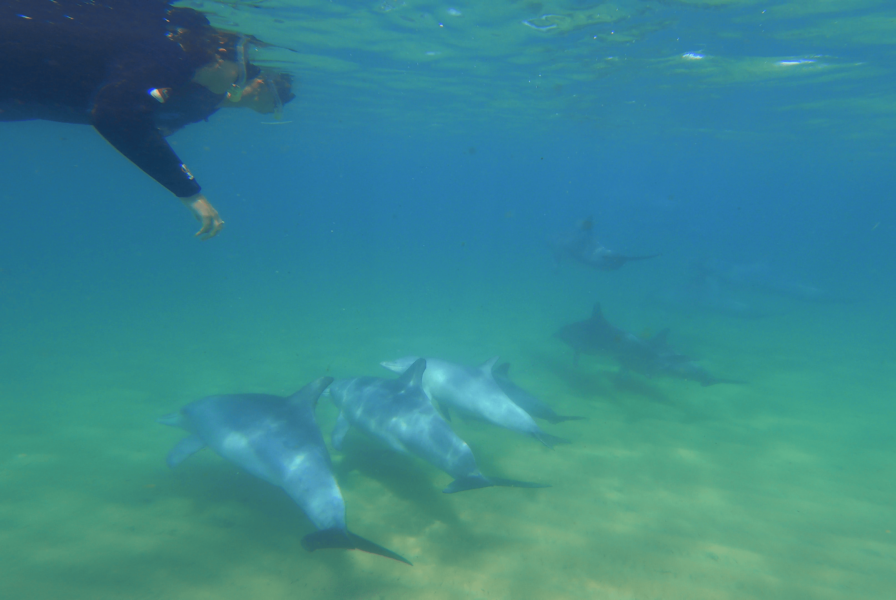 dolphin tours western australia